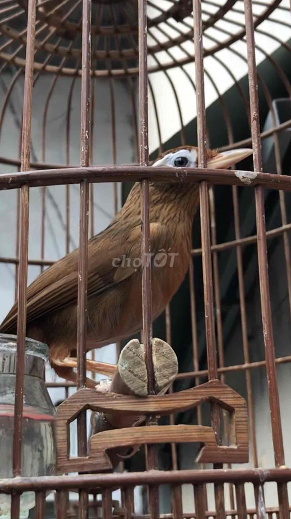 Chim Mi chuyền 1 mùa. Mua bán Chim tại Quận 8 Tp Hồ Chí Minh được đăng bởi Khánh hình 1