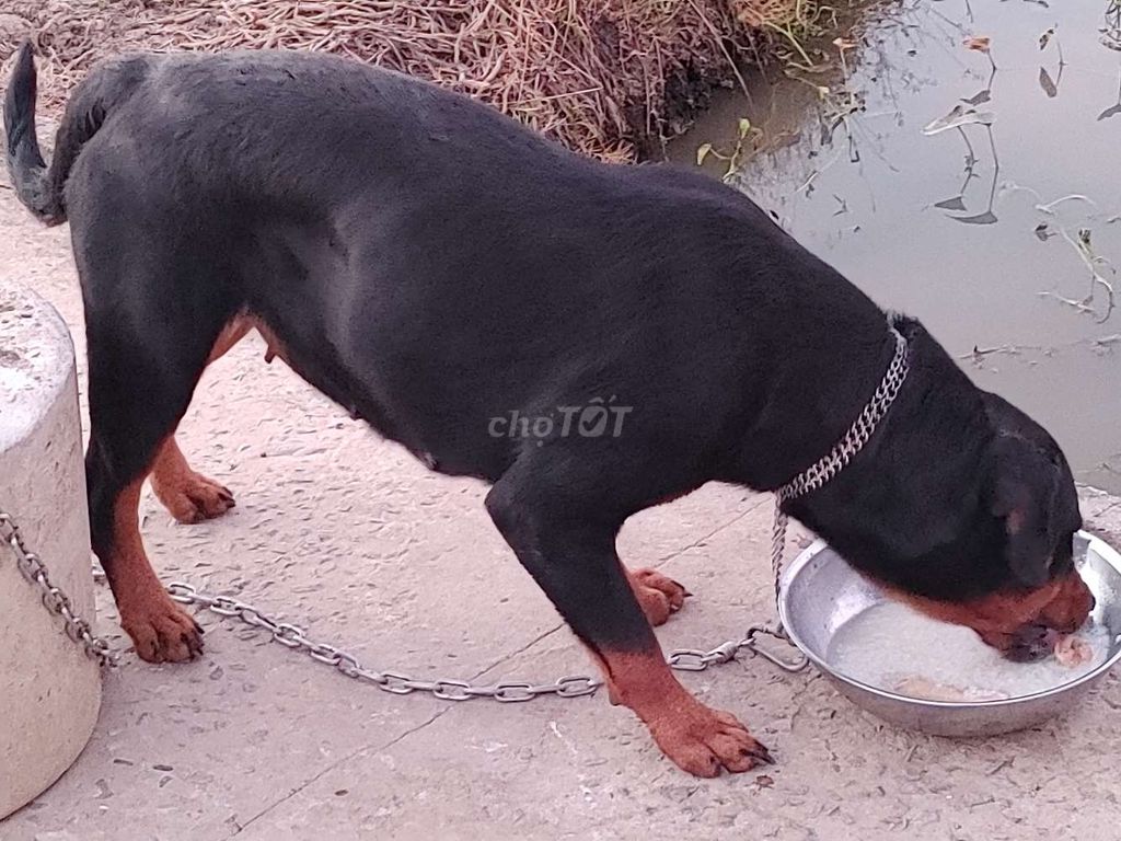 BC.Rottweiler