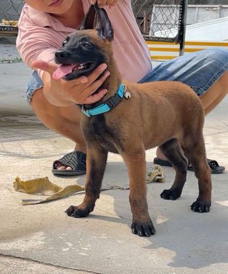 Malinois(becgie Bỉ) phả bố nhập. Mua bán Chó tại Thị xã Bến Cát Bình Dương được đăng bởi Malinois bình dương 