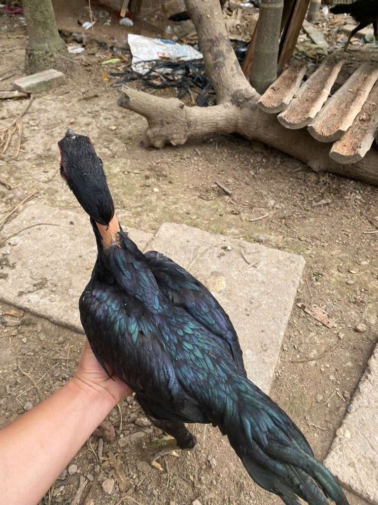 Gà trống ô mã mái 5 tháng. Mua bán Gà tại Huyện Phúc Thọ Hà Nội được đăng bởi Huấn cao hình 1