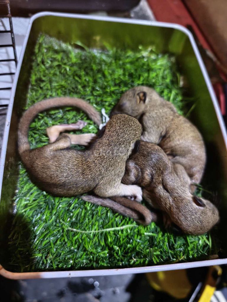 sốc bông việt nam. Mua bán Thú cưng khác tại Huyện Hòa Vang Đà Nẵng được đăng bởi Su su hình 1
