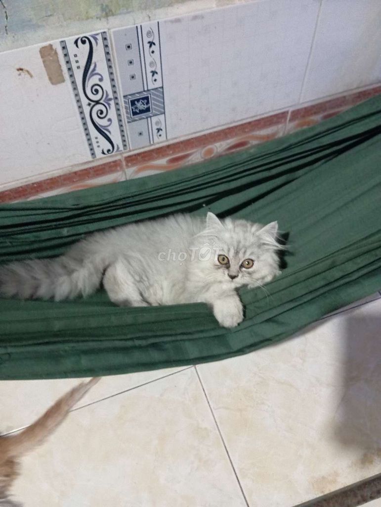 Mèo Anh cái 3 tháng Trắng. Mua bán Mèo tại Quận Phú Nhuận Tp Hồ Chí Minh được đăng bởi DjnhManh hình 1
