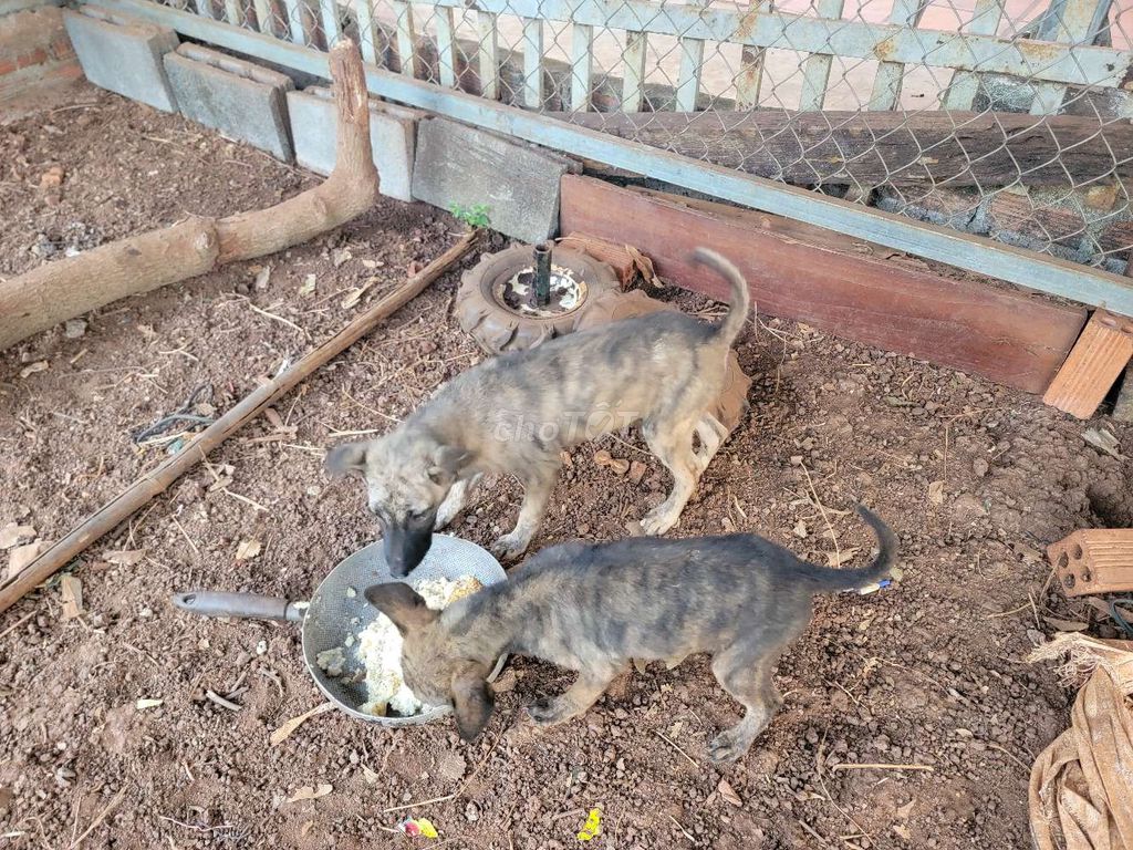 Chó lai Phú Quốc 5-6kg. Mua bán Chó tại Thành phố Buôn Ma Thuột Đắk Lắk được đăng bởi Mai Nguyen hình 1