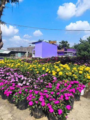 NỀN ĐẸP TƯƠNG LAI RA MẶT TIỀN BỜ KÈ,VỊ TRÍ TIỀM NĂNG,TẶNG GPXD CHÍNH