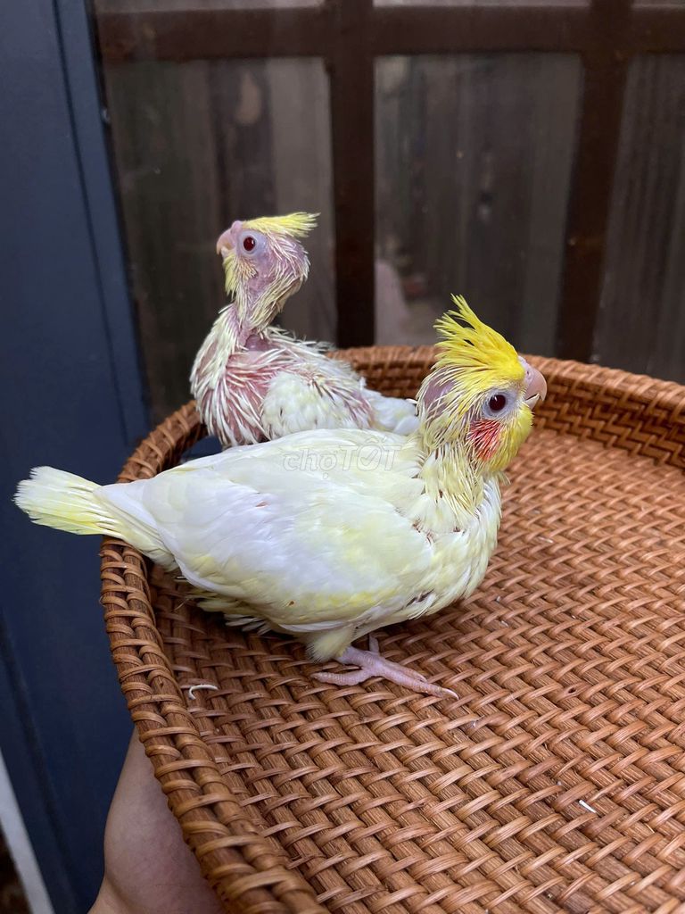 Vẹt Cockatiel Lutino non. Mua bán Chim tại Quận Sơn Trà Đà Nẵng được đăng bởi Vu Nguyen hình 1