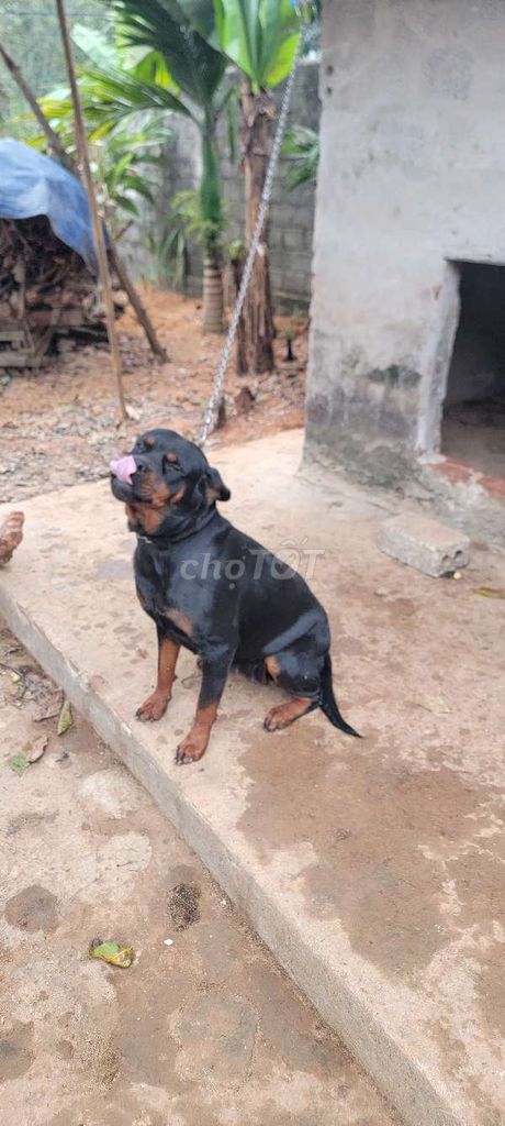 Cần bán chó Cái Rottweiler cho ai nhân giống. Mua bán Chó tại Huyện Gia Viễn Ninh Bình được đăng bởi Đán Điền hình 2