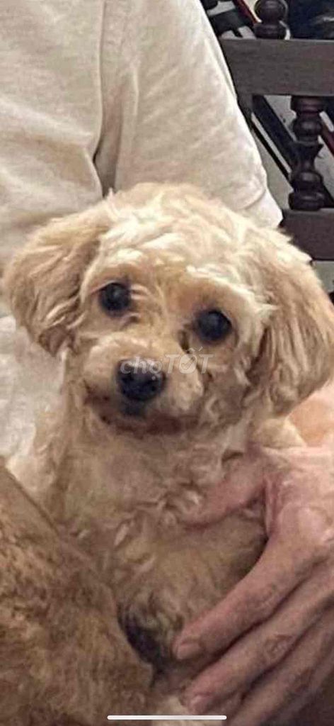 Chó Poodle Cái Vàng kem 3 tuổi. Mua bán Chó tại Quận Cẩm Lệ Đà Nẵng được đăng bởi Ngọc Nhung hình 1