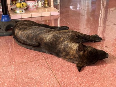 Chó Phú Quốc vện cọp đuôi cộc