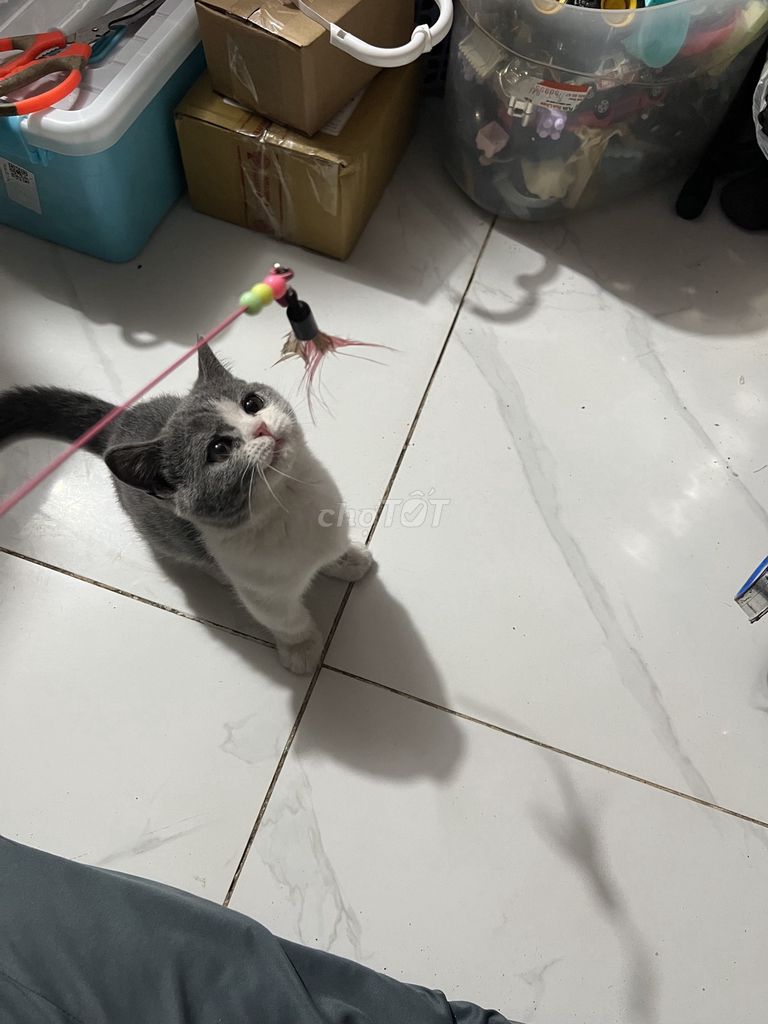 Mèo Anh lông ngắn chân ngắn cái 5 tháng. Mua bán Mèo tại Huyện Bình Chánh Tp Hồ Chí Minh được đăng bởi Thảo hình 1