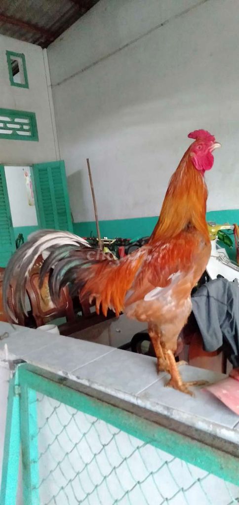 3,2 kg yêu tơ zin tay cục mau chơi. Mua bán Gà tại Huyện Phong Điền Cần Thơ được đăng bởi Ký cần Thơ  hình 1