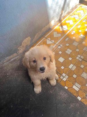 Chó Golden Retriever