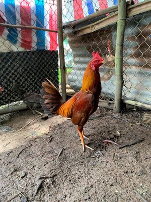 khét cuban. Mua bán Gà tại Huyện Tam Bình Vĩnh Long được đăng bởi gà sinh viên 64