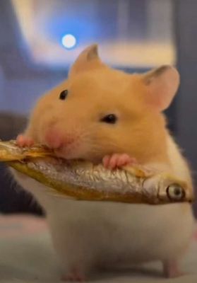 Chuột Hamster giá hữu nghị