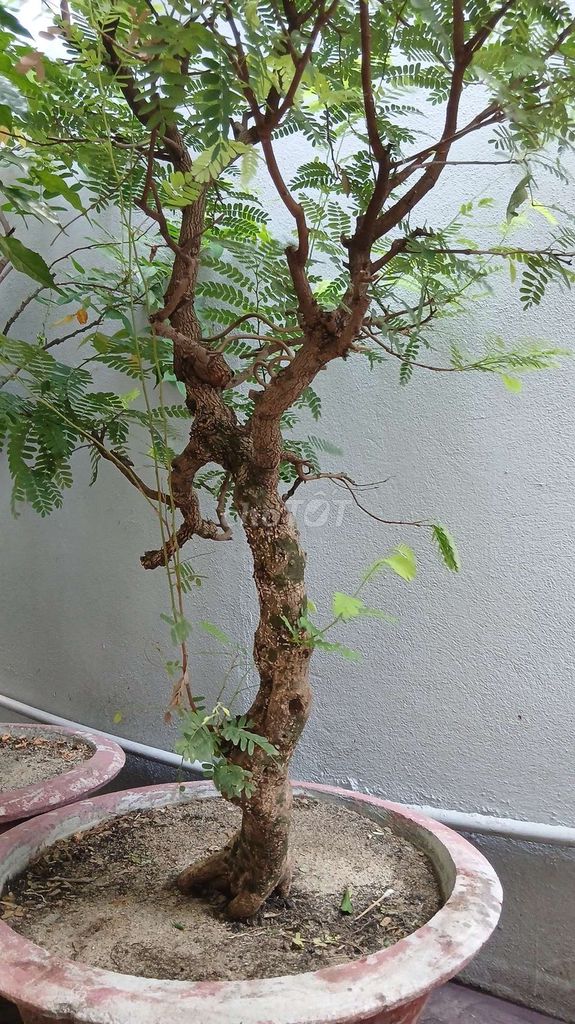 Cây me Bonsai dễ chăm sóc. Mua bán Cây cảnh, đồ trang trí tại Quận Hải Châu Đà Nẵng được đăng bởi Lê Đình Phong hình 1