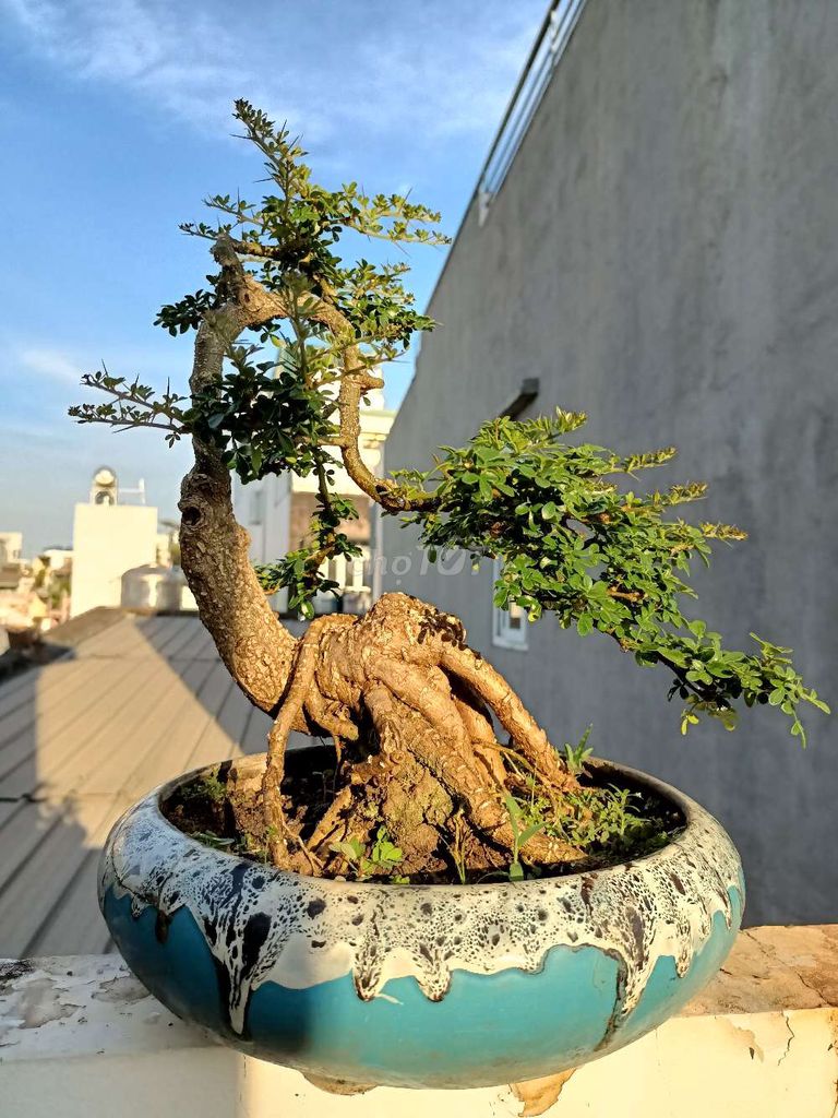 Cây cần thăng bonsai