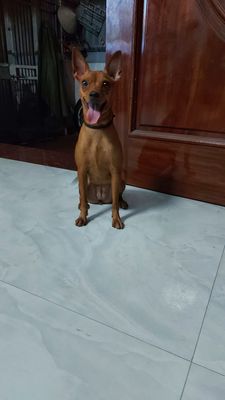chó Phốc Hươu trưởng thành, khoẻ mạnh, lanh lợi
