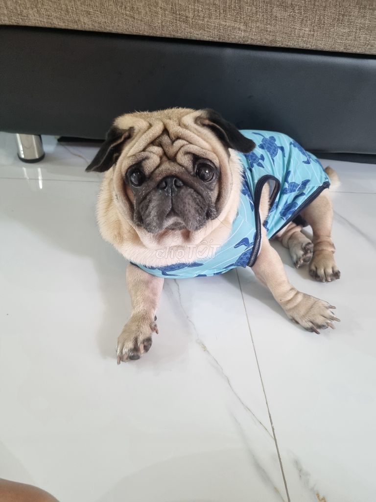 Tìm nhà mới cho bé cún. Mua bán Chó tại Thị xã Bến Cát Bình Dương được đăng bởi Nguyễn xuân diệu hình 1