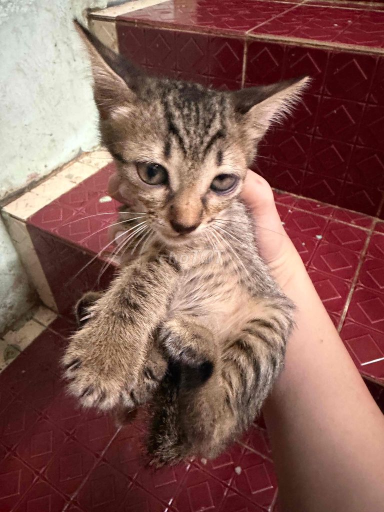 Mèo con Đen trắng Vằn. Mua bán Mèo tại Quận 11 Tp Hồ Chí Minh được đăng bởi Nguyễn Thành Tài hình 1