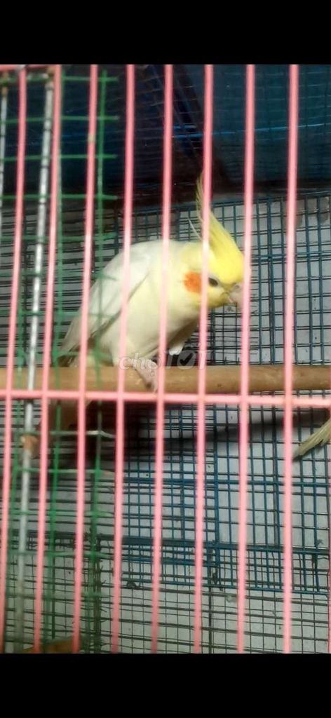 Tìm Cockatiel Mái Tuổi SS