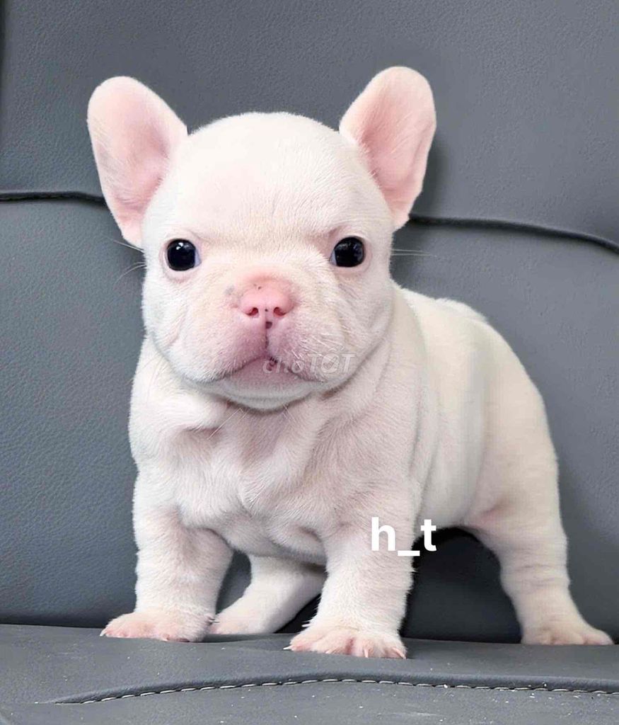 Chó Bull Pháp hơn 2 tháng. Mua bán Chó tại Quận Bình Tân Tp Hồ Chí Minh được đăng bởi huỳnh thật  hình 1