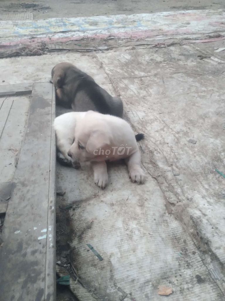 Chó Nhật lai đực gần 2 tháng. Mua bán Chó tại Quận Cái Răng Cần Thơ được đăng bởi  loa kéo hình 1