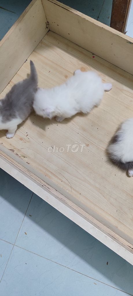 bán mèo. Mua bán Mèo tại Huyện Mai Châu Hòa Bình được đăng bởi Đặng thế long hình 3