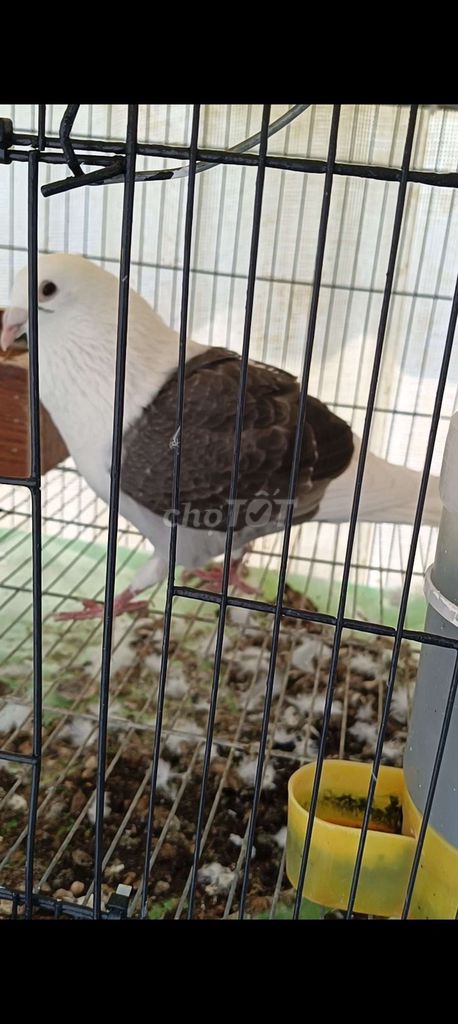 Chim bồ câu To con Trống. Mua bán Chim tại Quận 6 Tp Hồ Chí Minh được đăng bởi huỳnh hùng hình 1