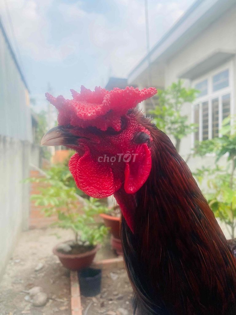 Gà Mỹ 3kg Đỏ đen. Mua bán Gà tại Thị xã Bến Cát Bình Dương được đăng bởi Vương Tài hình 1