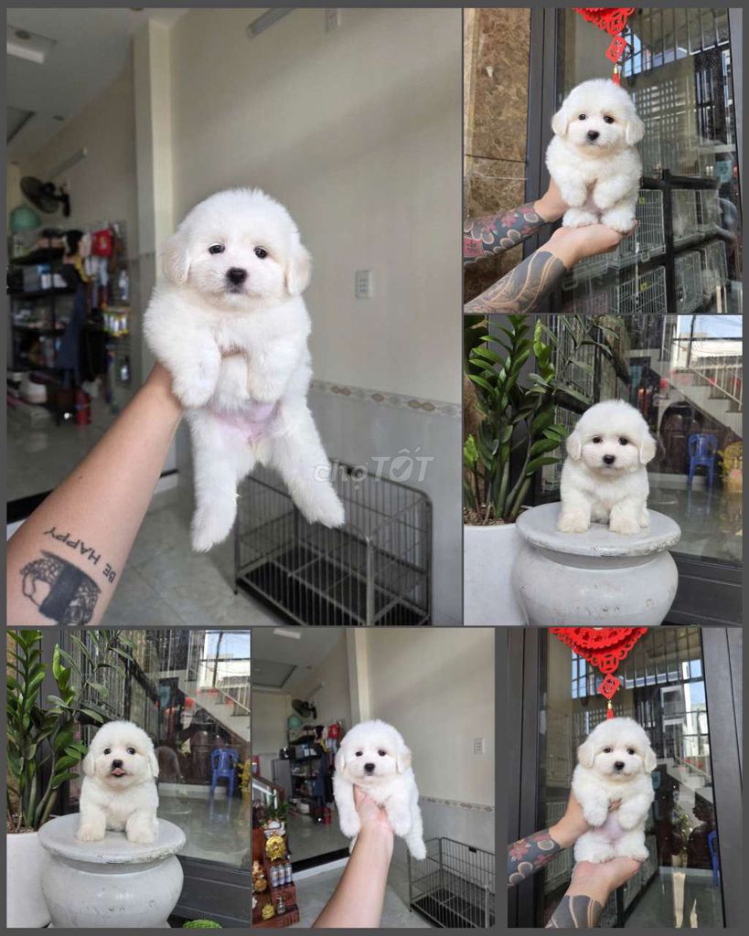 Săn chó cảnh nhiều loại giá tốt 275/26 Trường Chin. Mua bán Chó tại Quận Thanh Khê Đà Nẵng được đăng bởi Quỳnh Trang Petshop hình 1
