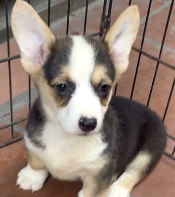 Corgi xinh nha đẻ