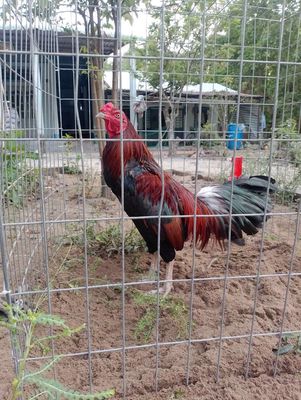 Điều chân xanh 8 móng đen, chốt đen. Mua bán Gà tại Huyện Phụng Hiệp Hậu Giang được đăng bởi Yên Gà Đá