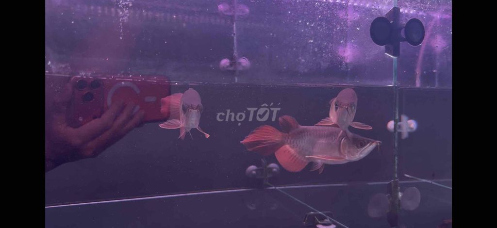 Super short siêu ngắn. Mua bán Thú cưng khác tại Quận 8 Tp Hồ Chí Minh được đăng bởi Tiết Tony hình 1