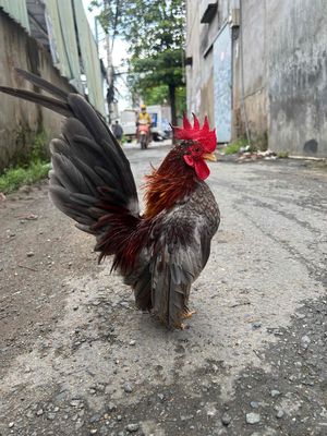 serama xám lửa. Mua bán Gà tại Quận 12 Tp Hồ Chí Minh được đăng bởi Anh bảo