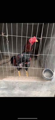 tía chân vàng lên đè xuống chui, gà phá xươngđònto