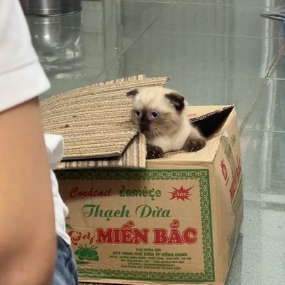 Mèo Xiêm tai cụp màu Kem