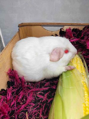 chuột lang(Himalayan guinea pig), hơn 6 tháng tuôi
