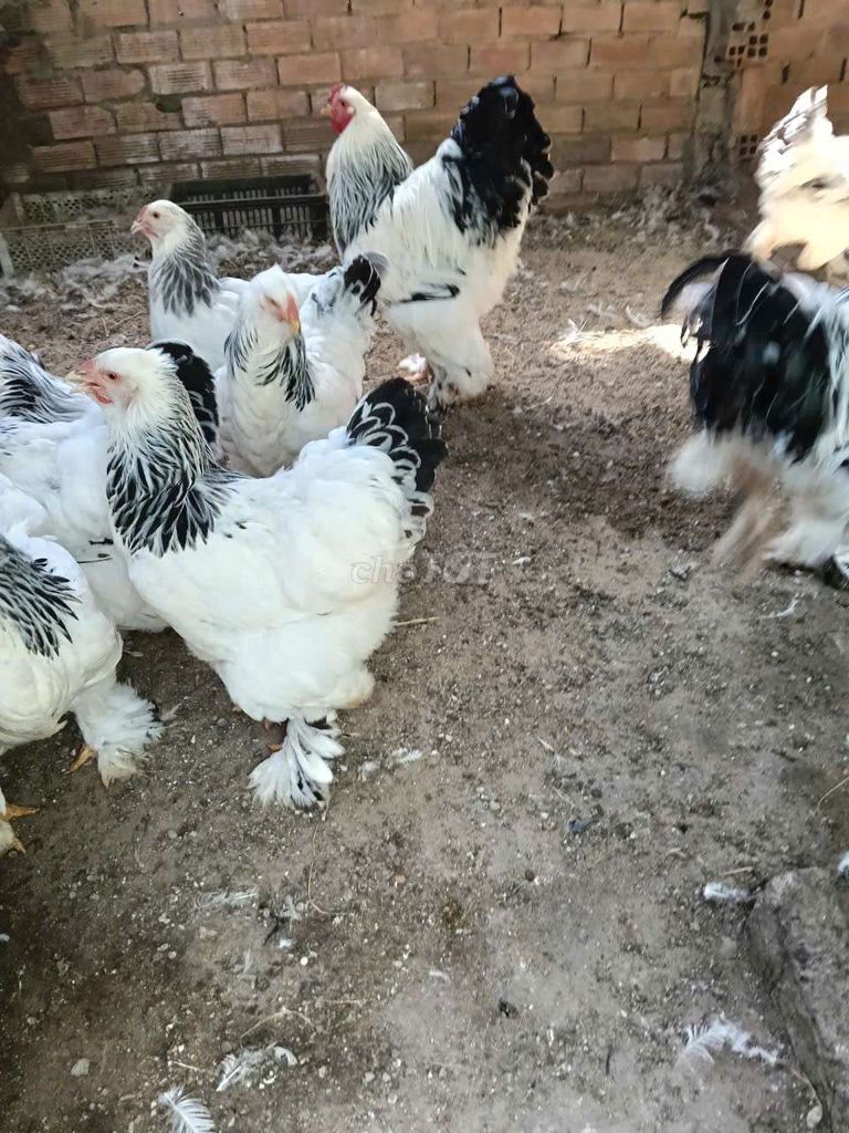 Gà Kỳ Lân. Mua bán Gà tại Thị xã Tân Uyên Bình Dương được đăng bởi Ngohieu hình 1