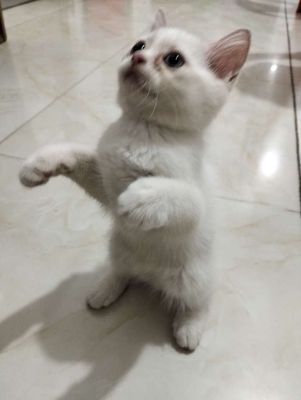Mèo nhà nuôi đẻ ALN thuần chủng màu trắng. Mua bán Mèo tại Thành phố Thủ Đức Tp Hồ Chí Minh được đăng bởi Nguyen nga