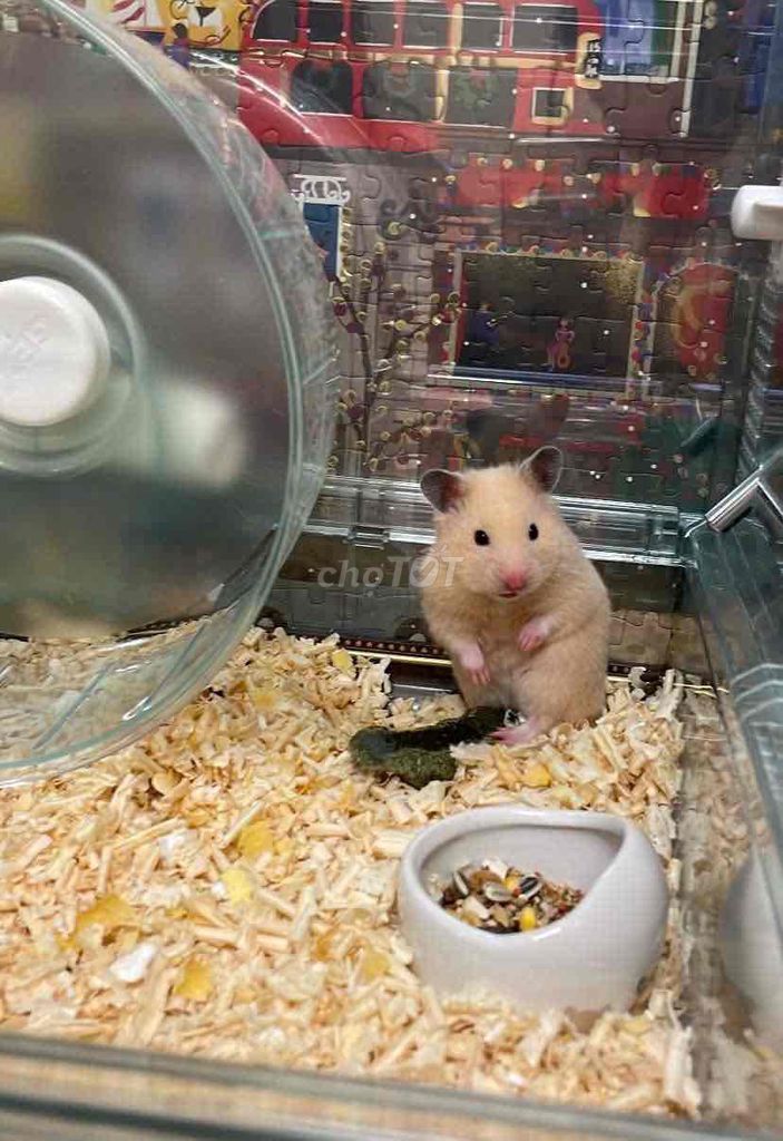 Hamster bear nâu cái. Mua bán Thú cưng khác tại Quận Gò Vấp Tp Hồ Chí Minh được đăng bởi Haruko hình 1