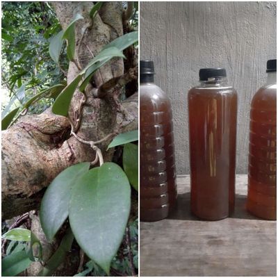 0,5 lít mật ong rừng Đá Ban, Ninh Sơn, Ninh Hòa