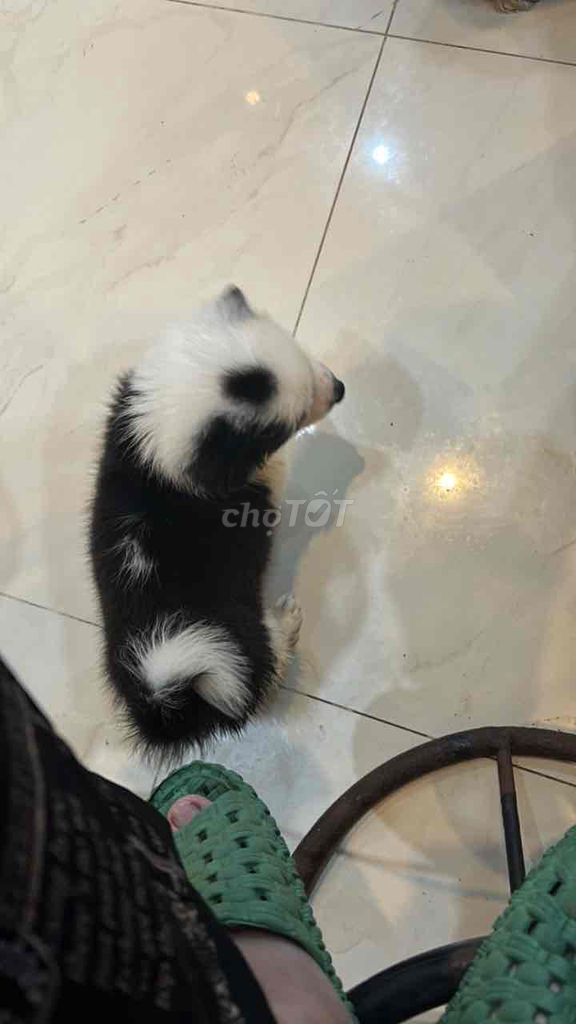 Chó Corgi Đen trắng chưa dựng tai. Mua bán Chó tại Quận Hải Châu Đà Nẵng được đăng bởi Dung hình 3