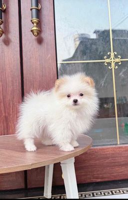 Chó Phốc Sóc Trắng kem. Mua bán Chó tại Quận Hải Châu Đà Nẵng được đăng bởi Chó Cảnh Đà Nẵng 130 đường 2 9 