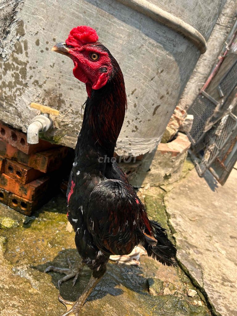Gà tơ Đen đỏ Đực. Mua bán Gà tại Huyện Thanh Trì Hà Nội được đăng bởi Thuỷ hình 1