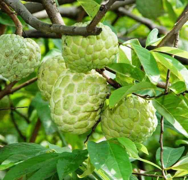 Cây giống Na ta. Mua bán Cây cảnh, đồ trang trí tại Huyện Sông Lô Vĩnh Phúc được đăng bởi Nhà vườn Ngọc Trang hình 1