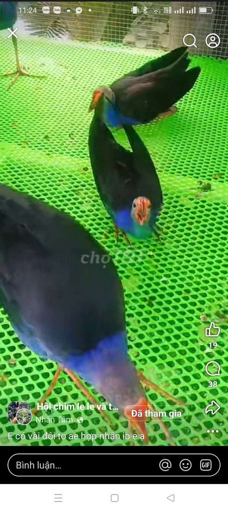 trại thụy phương bán chim trích cồ. Mua bán Chim tại Quận Long Biên Hà Nội được đăng bởi tổng kho sỉ hình 1