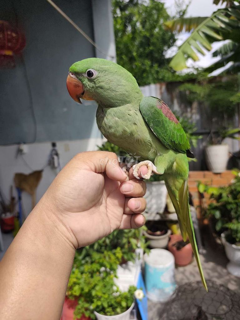 Chim cảnh màu Xanh lá. Mua bán Chim tại Huyện Hóc Môn Tp Hồ Chí Minh được đăng bởi Thanh Nguyên hình 1