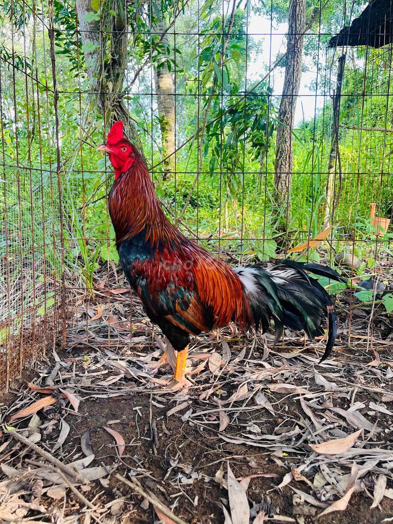 giá cả tuỳ ae mau lẹ. Mua bán Gà tại Thành phố Cà Mau Cà Mau được đăng bởi Nguyên Le Minh hình 1