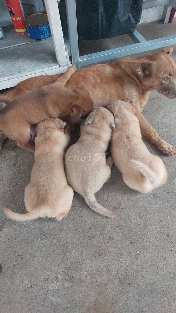 Chó Poodle Nâu Vàng kem đực cái. Mua bán Chó tại Quận Ninh Kiều Cần Thơ được đăng bởi  ga lai hình 1