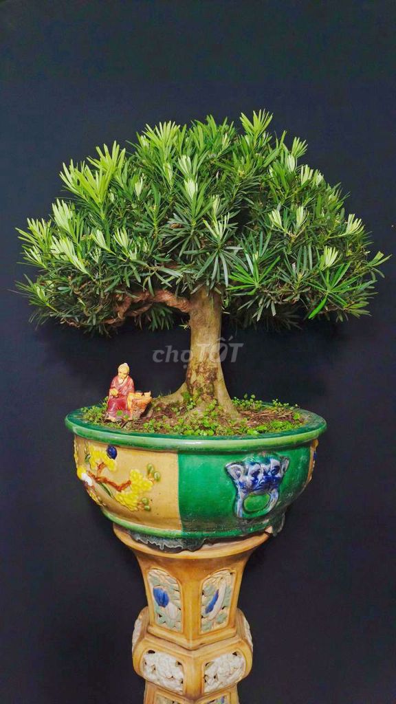 Cây cảnh bonsai Tùng la hán 65cm. Mua bán Cây cảnh, đồ trang trí tại Huyện Hóc Môn Tp Hồ Chí Minh được đăng bởi Xuân Quang 55 hình 1