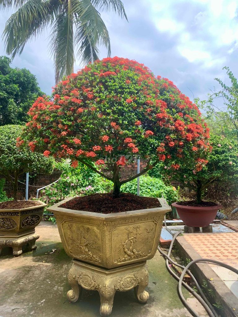 Hoa mẫu đơn Đỏ. Mua bán Cây cảnh, đồ trang trí tại Huyện Châu Thành Tiền Giang được đăng bởi Huỳnh Lành hình 1